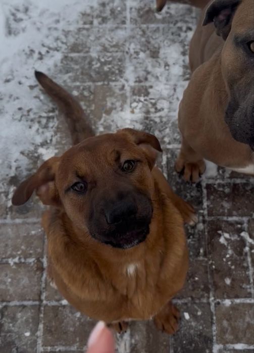 Catelusa spre adoptie