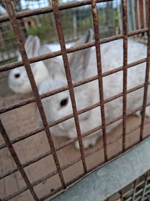 Iepuri pitici cap de leu și berbec german