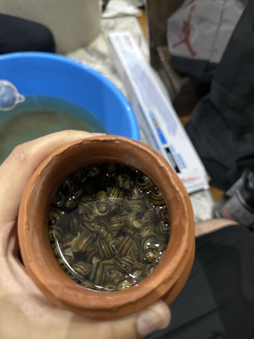 Улитки спикси ! аквариум