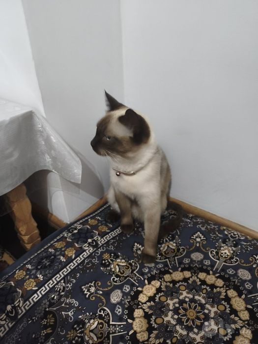 Zotli Mushuk Sotiladi
