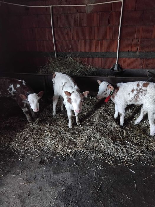 Vând cinci tăurași