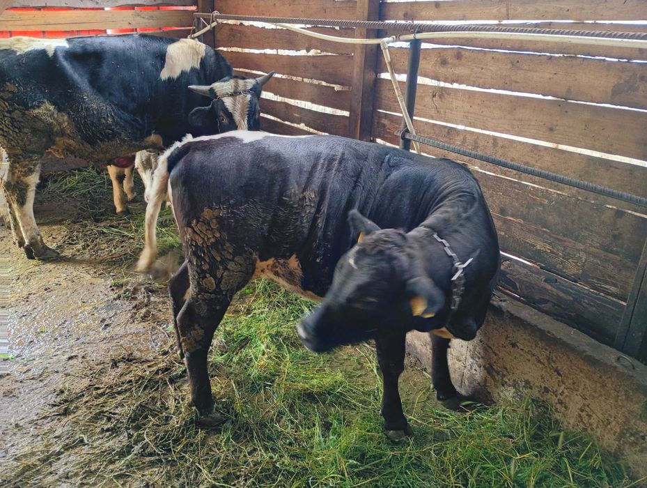 De vânzare două junele și un taur