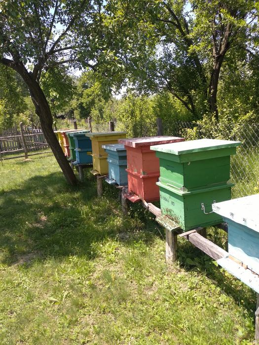 Familii de albine și roiuri