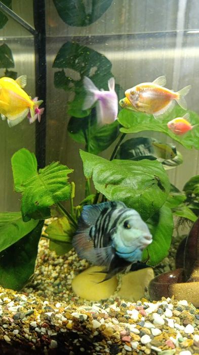 Продам аквариумное растение Анубиас