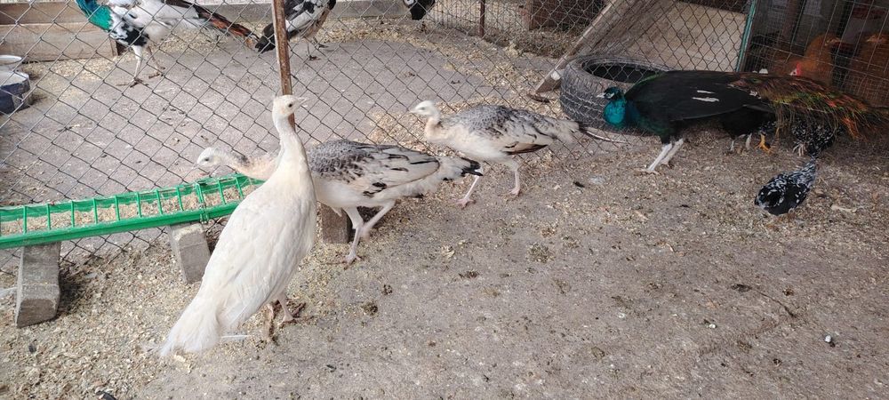 Găini cochinchina uriaș pe galben și paunii