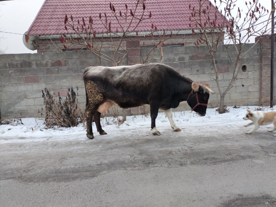 Бузаулы сиыр сатылады