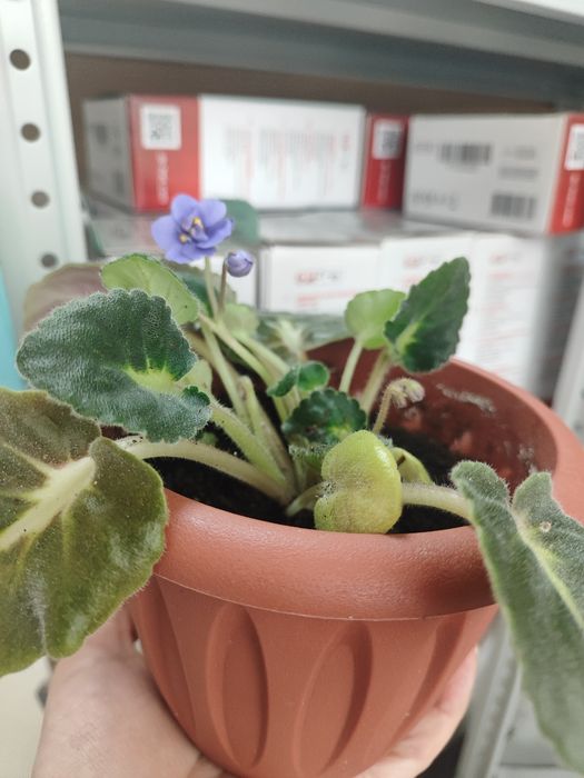 Фиалки в горшке разные