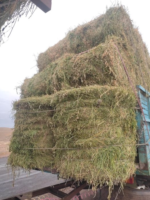 Сено  рулонах. / Жоңышқа /
