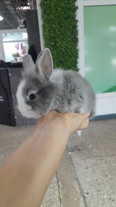 Кролики декоративные