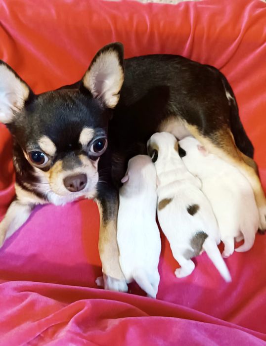 Девочки чишки малышки