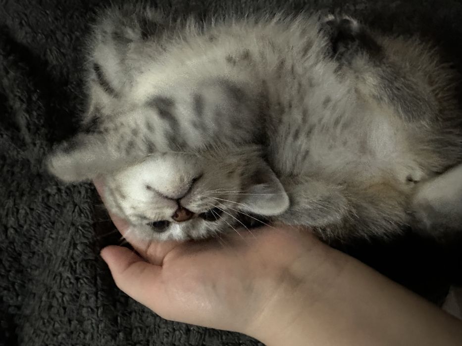 Котенок ласковый игривый