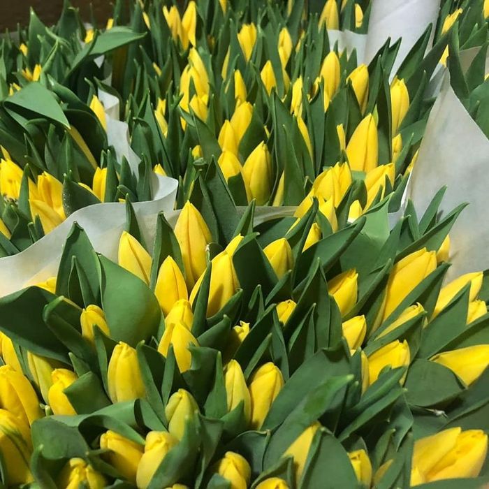 Голландские Тюльпаны Оптом