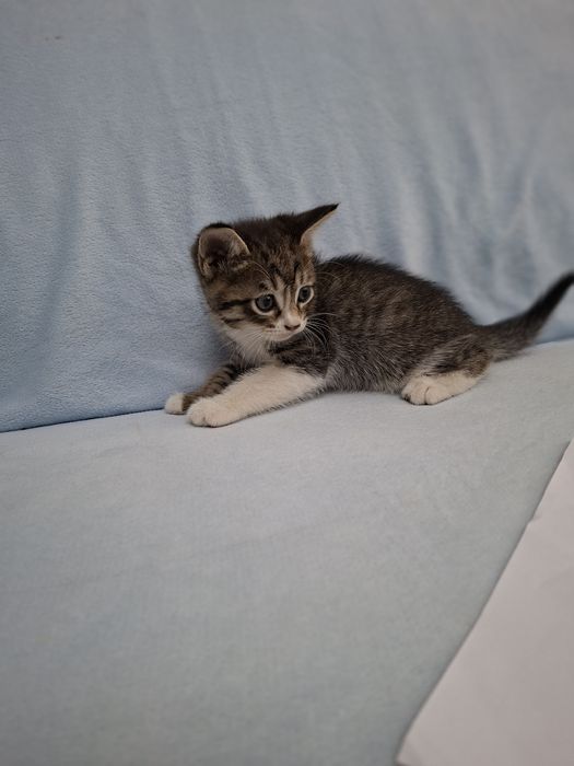 Котенок(2 месяца) мальчик  в добрые руки