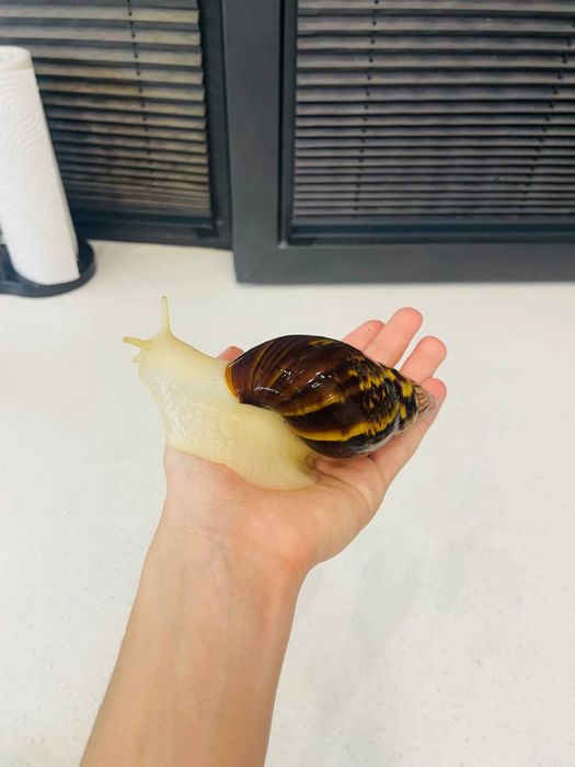 Улитки ахатины 5 тыс сумм