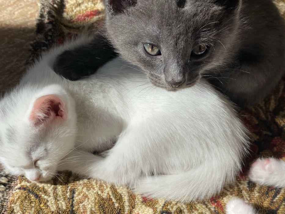 Котенок мальчик  , мама британка!