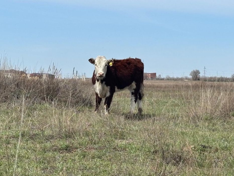 Ак бас ( Герефорд(