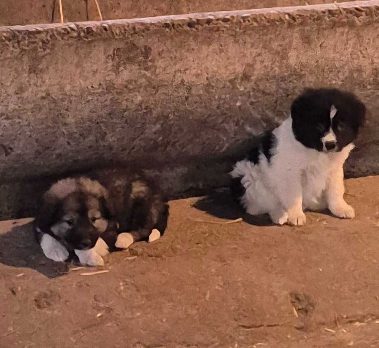 каракачанска овчарка кученца