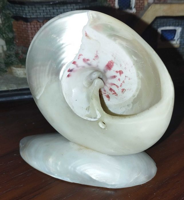 Ракушка Тихо океанская Трока Мейл или Tectus niloticus