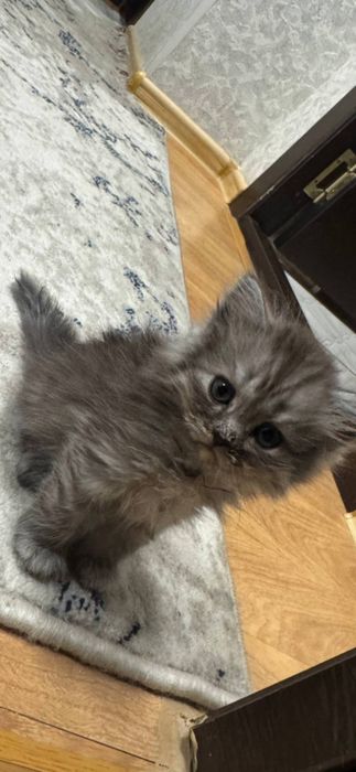 Mushuk котята shinshila