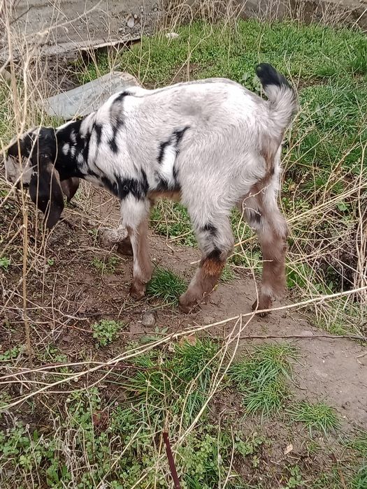 Продам козлят, нубобиталы