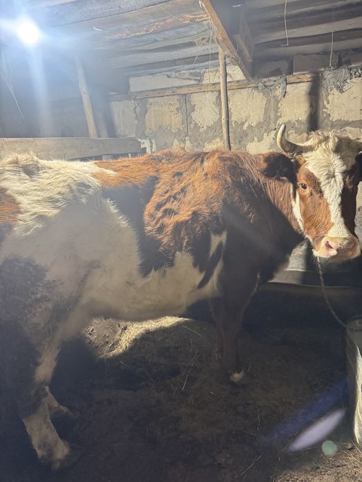 Сиыр сатылады сүтті