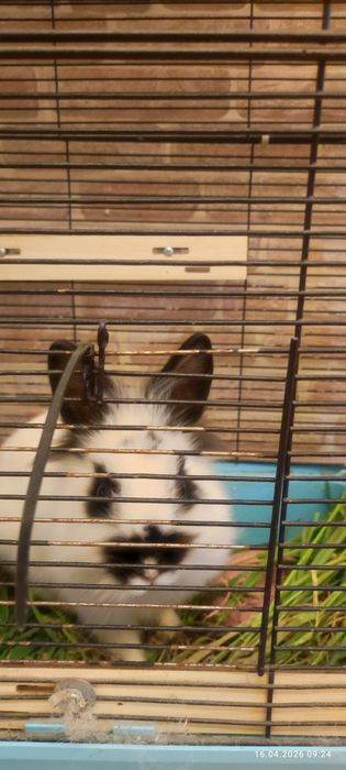 Декоративный кролик