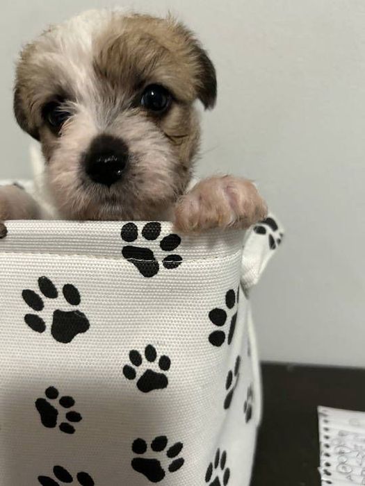 Fetita bichon havanez