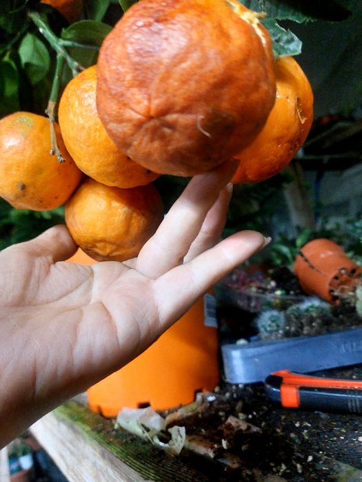 Апельсин Аркобалено