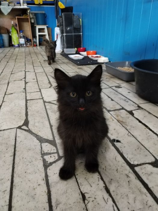 Котята ищут семью.