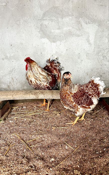 Familii Wyandotte Splash