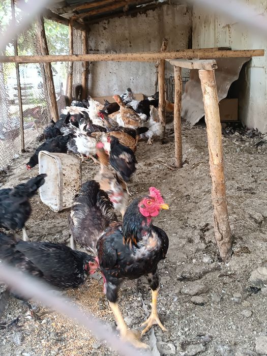 Uy parandalar sotladi