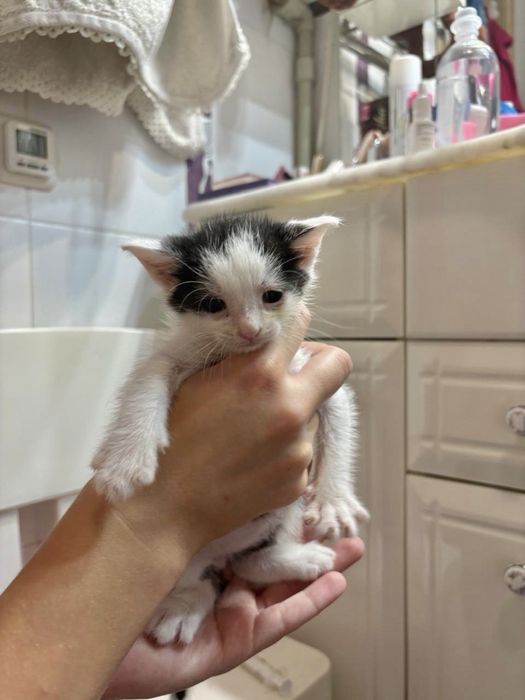 ищу дом для котят