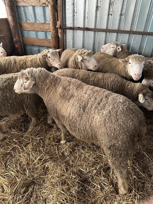 Berbeci Ile de France