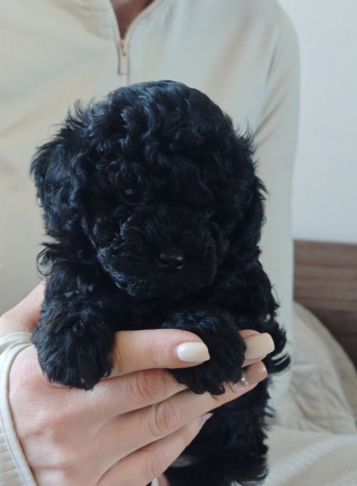 Той пуделче момче