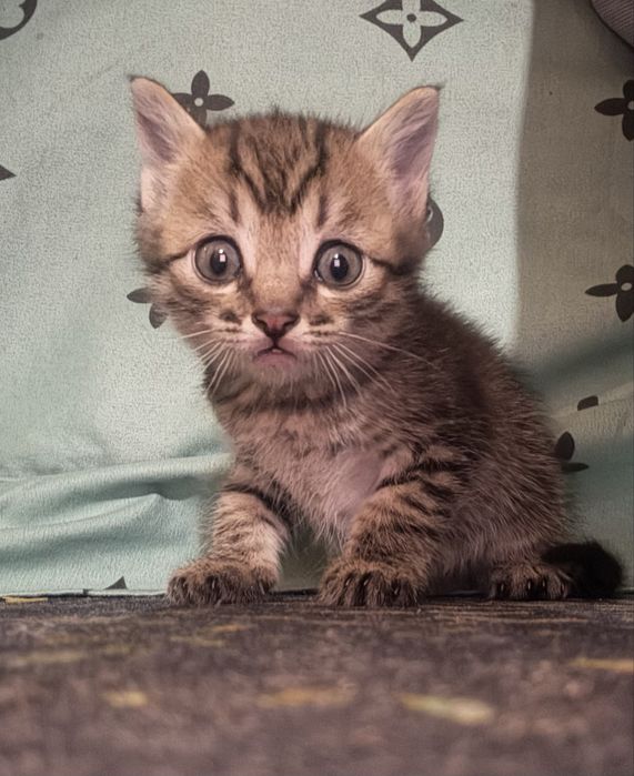 Котята Бегальские