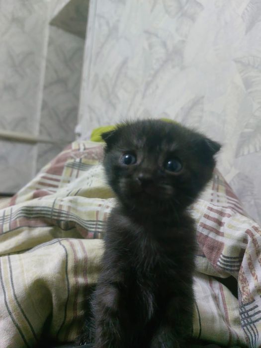 Отдам котенка веслоухую