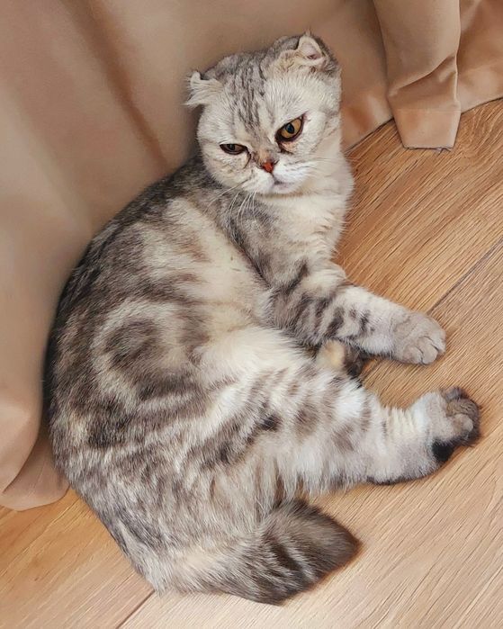 Шотландская кошечка ищет доброго хозяина!