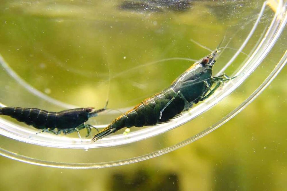 Скариди, ендлери и живи хранителни култури