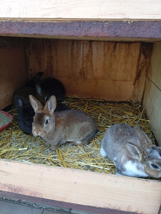 Iepurași Rex pitic pui și rățoi leșești.