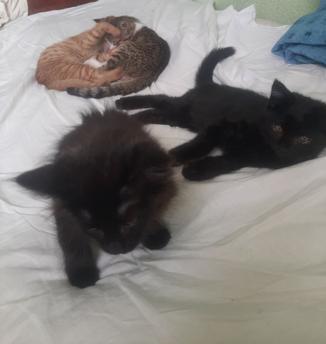 Котята в добрые руки бесплатно