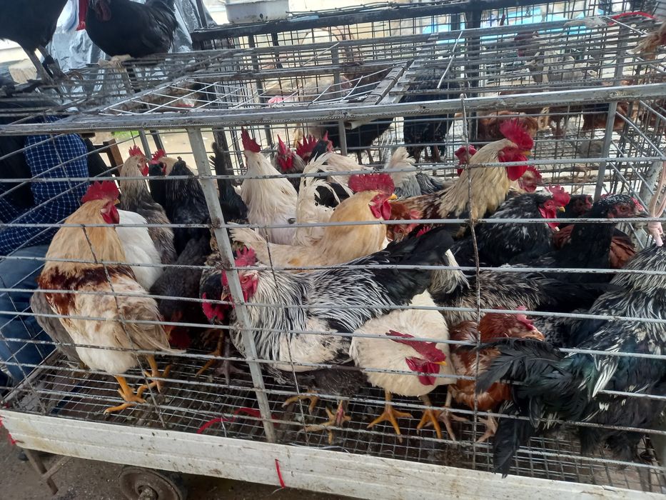 Yulduzli urushlar seks rasmlarini tomosha qiling