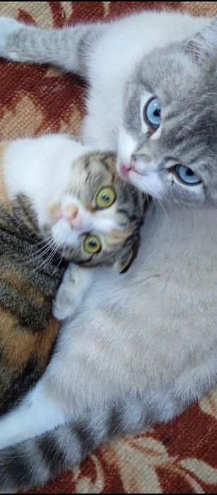 Вислоухие котята