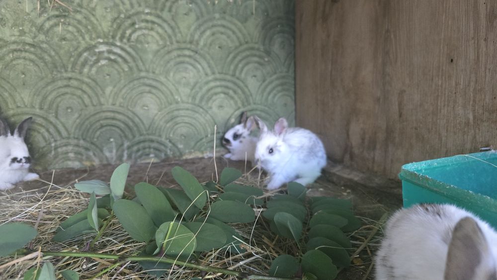 Vând iepuri rex vaccinați