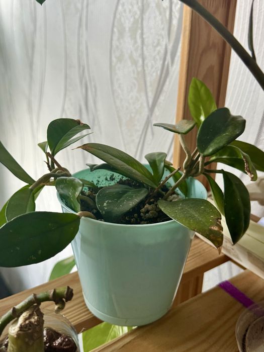 Продам цветы срочно