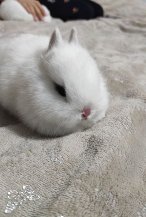 Карликовые кролики