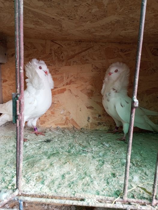 Porumbei ornament de vânzare