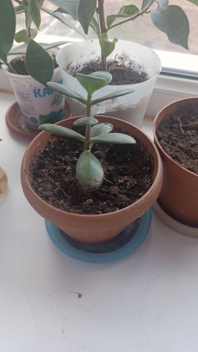 Комнатные цветы. Не дорого