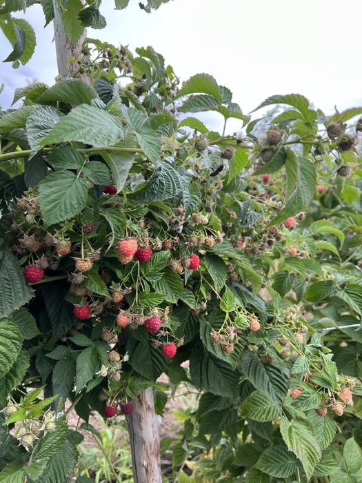 Продам саженцы малины бабье лето