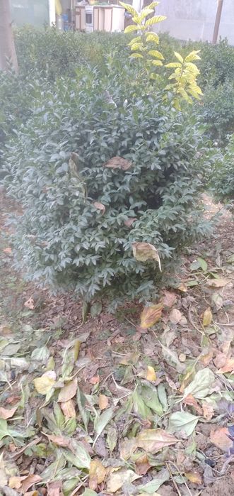 Продается кусты шамшод, shamshod