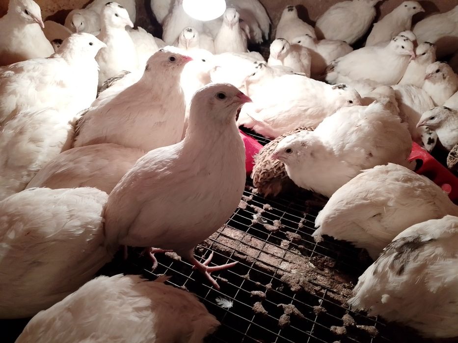 Перепелка бөдене